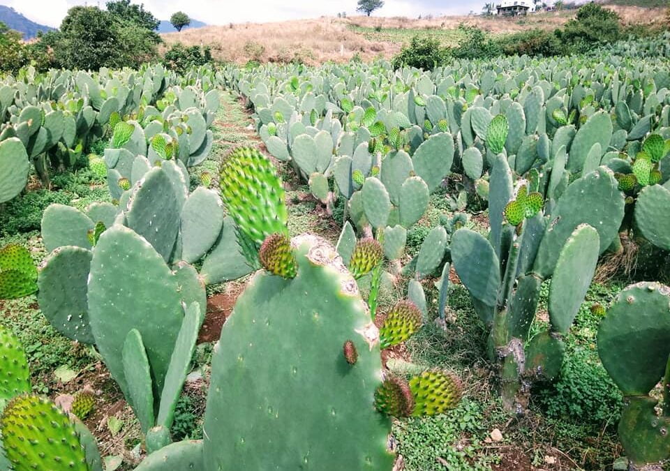 Beneficios Del Nopal En La Salud Agronomas